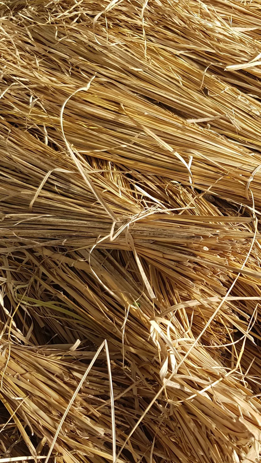 Detalle de vetiver como inspiración de una fragancia Cassis Lab.